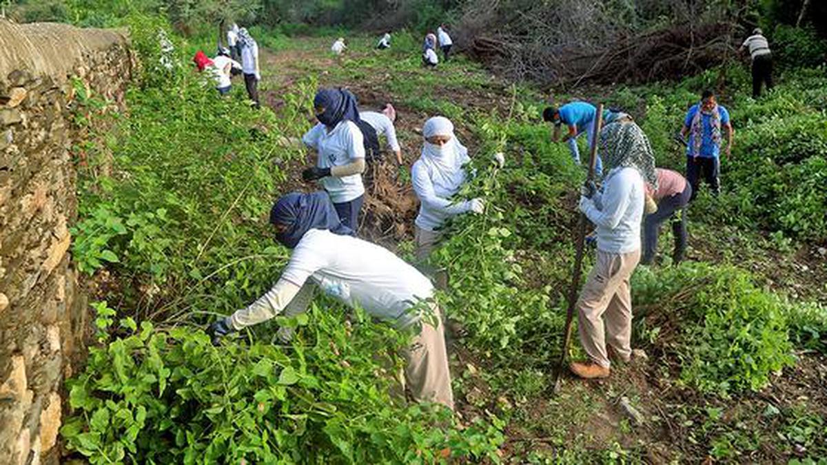 Weeding out lantana restores grasslands in Rajasthan - The Hindu