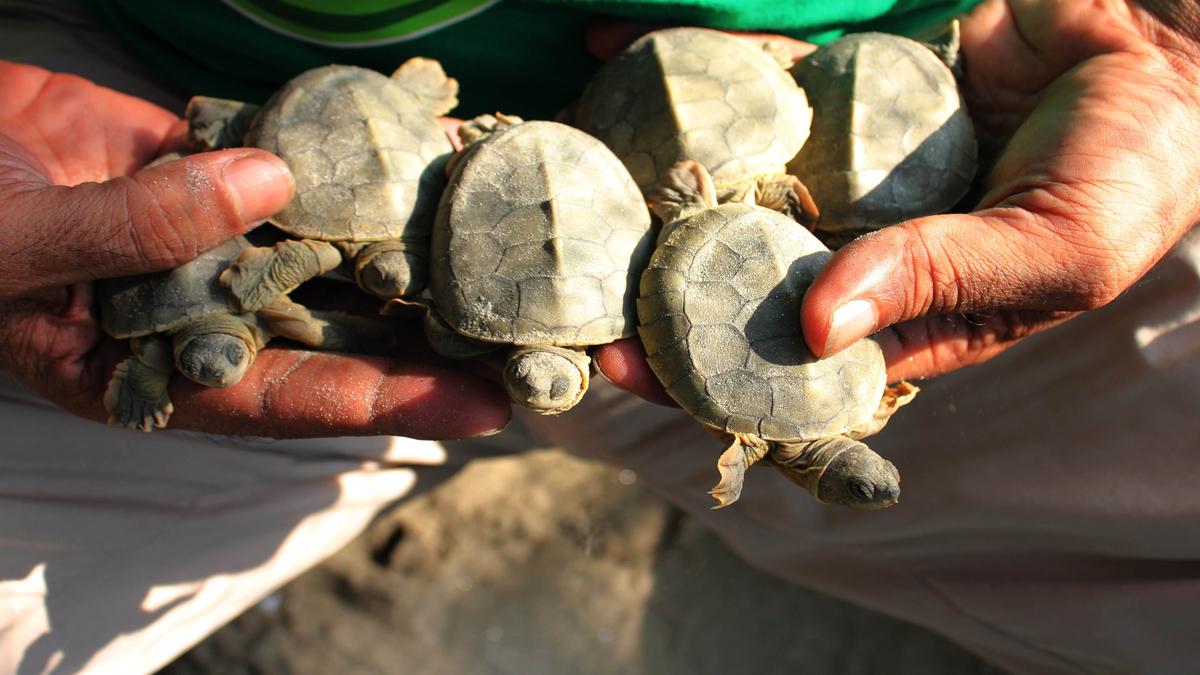 Endangered turtles play fast and loose with borders The Hindu