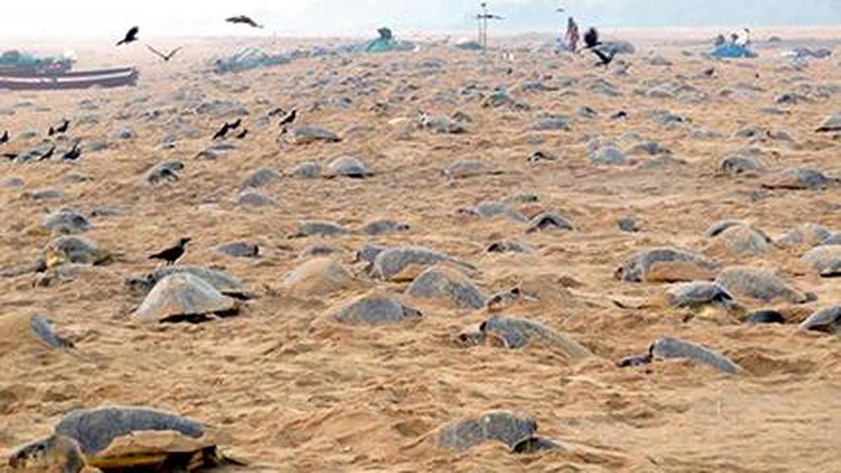 Mass nesting of olive ridleys begins at Rushikulya The Hindu
