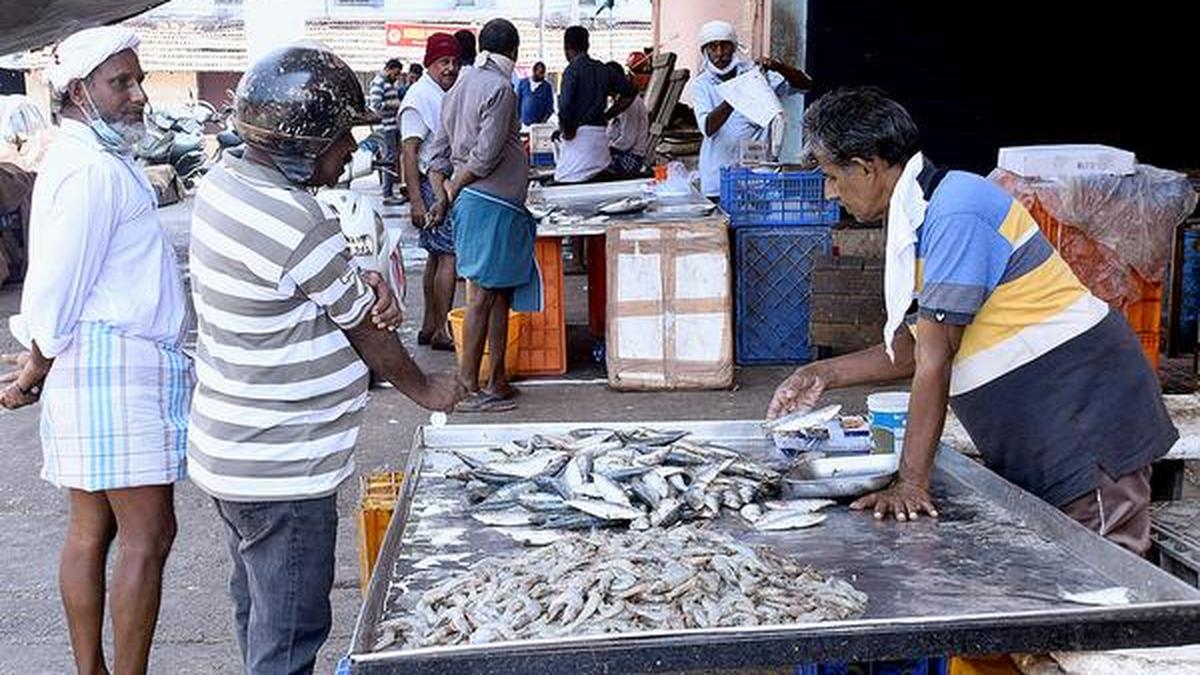 Fish landing restricted to four harbours in Kozhikode The Hindu