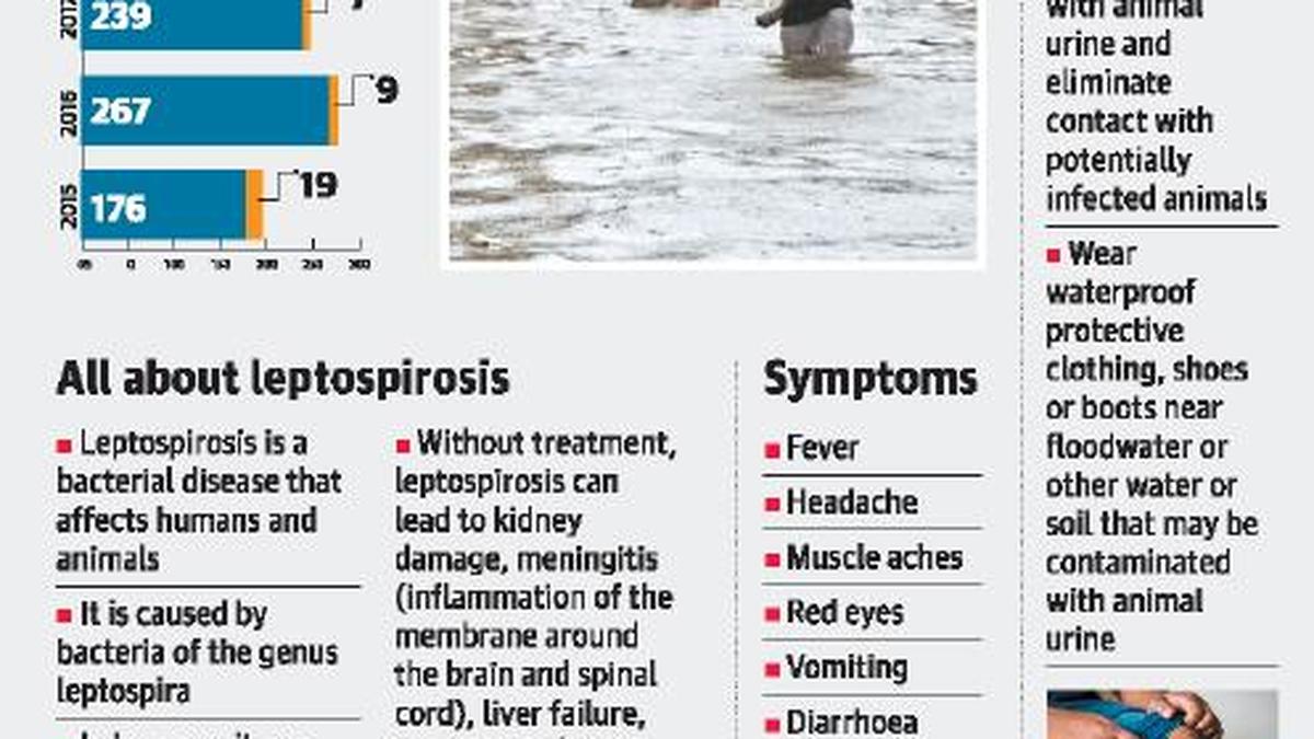 BMC focuses on preventive treatment to curb leptospirosis The Hindu