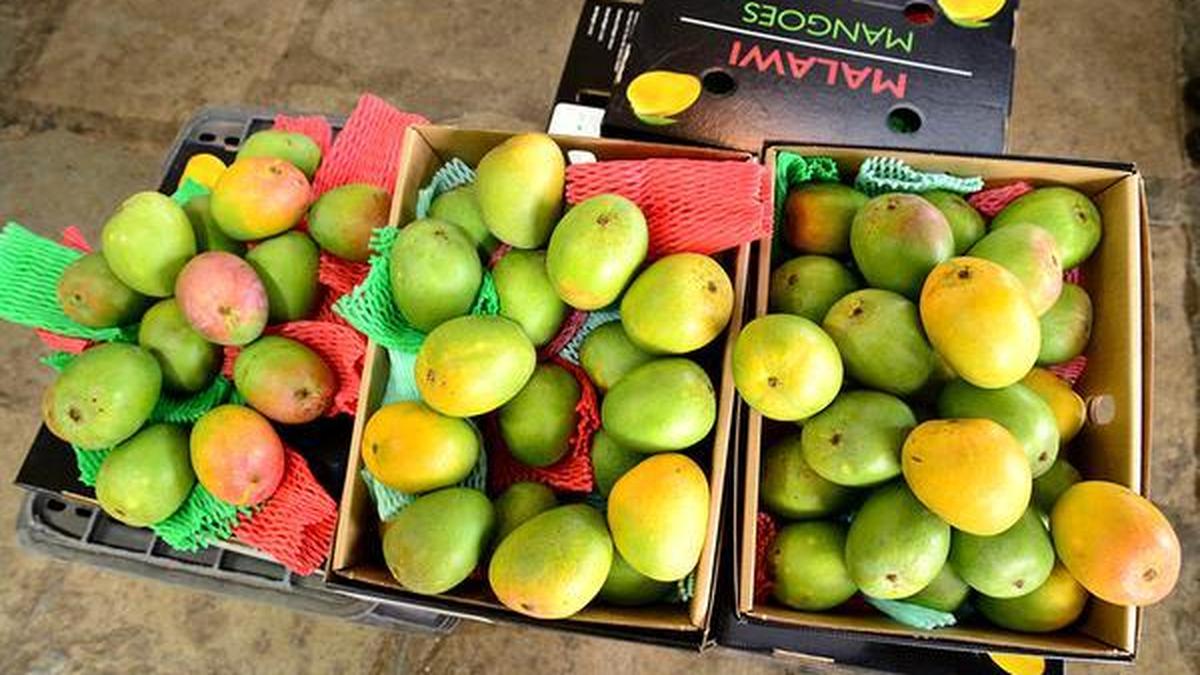 Malawi mangoes arrive in time for Deepavali The Hindu