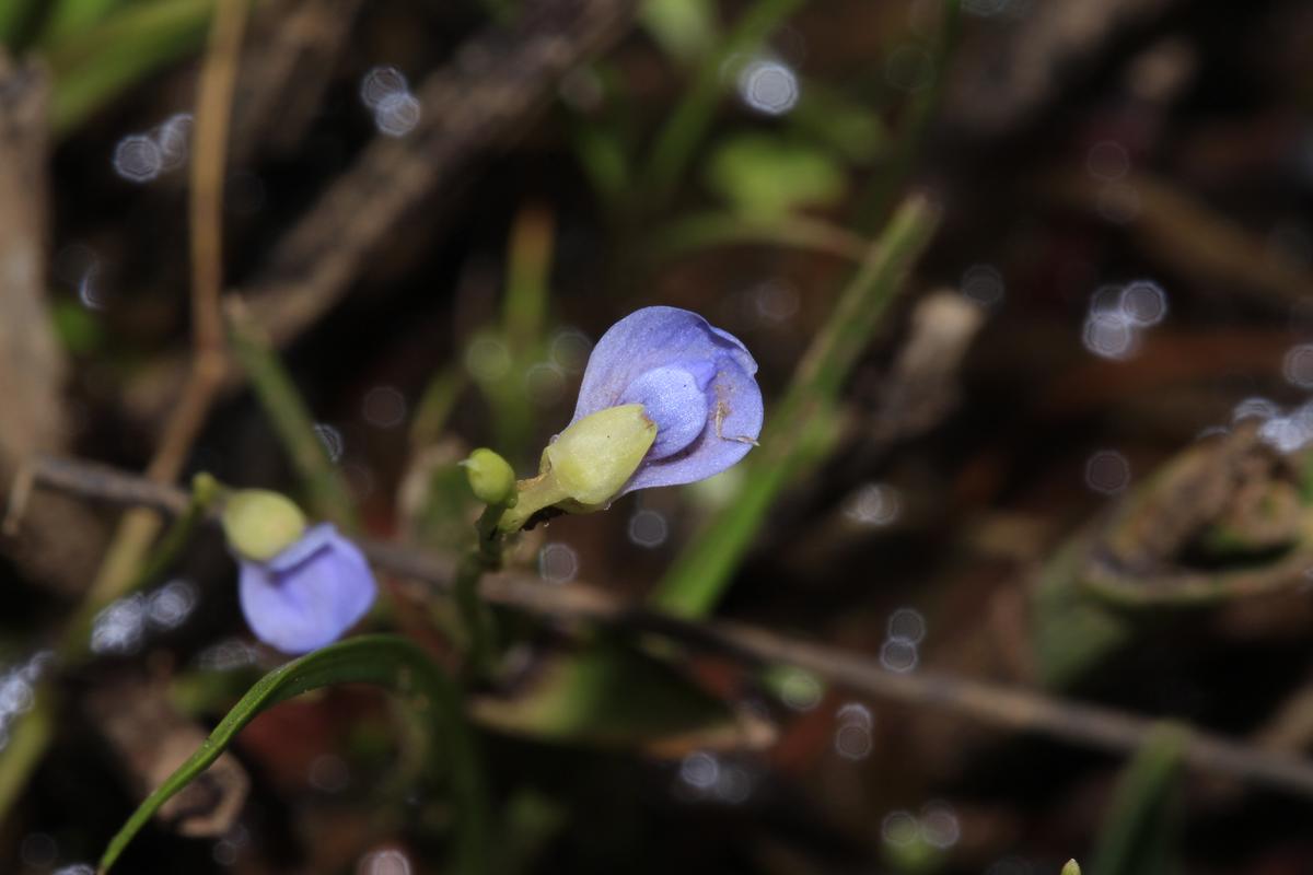 Photographed near Ratnagiri, Utricularias are seen on both low and high elevation plateaus of Western Ghats all the way from Maharashtra to Kerala.