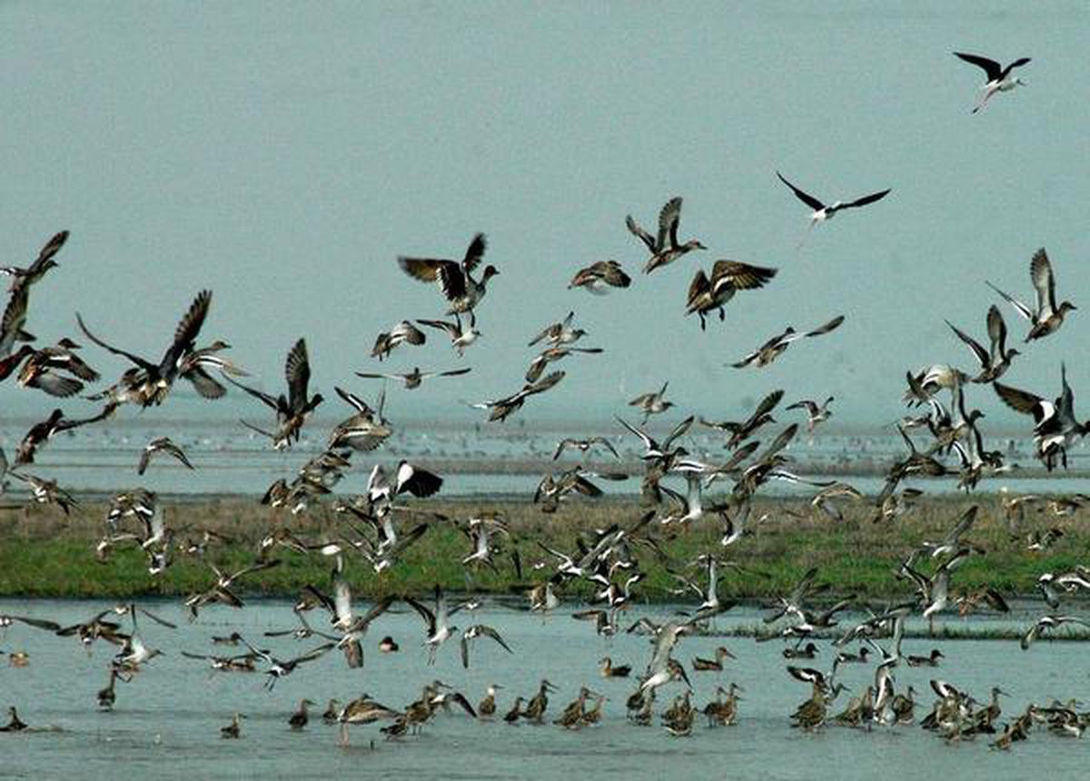 BNHS to study migratory birds along Maharashtra coast - The Hindu