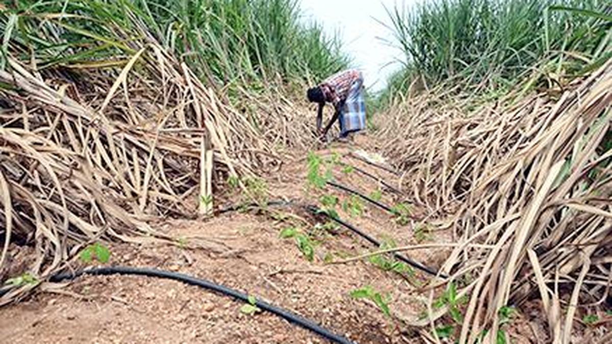 Drip irrigation now a must for sugarcane farming The Hindu