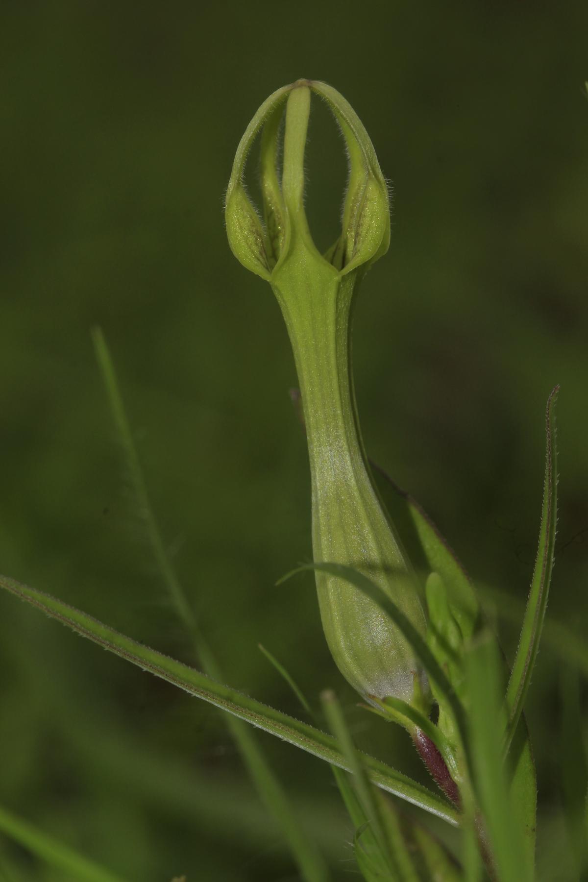 Ceropegia mohanramii is found on a single low elevation coastal plateau near Malvan, Maharashtra.&nbsp;