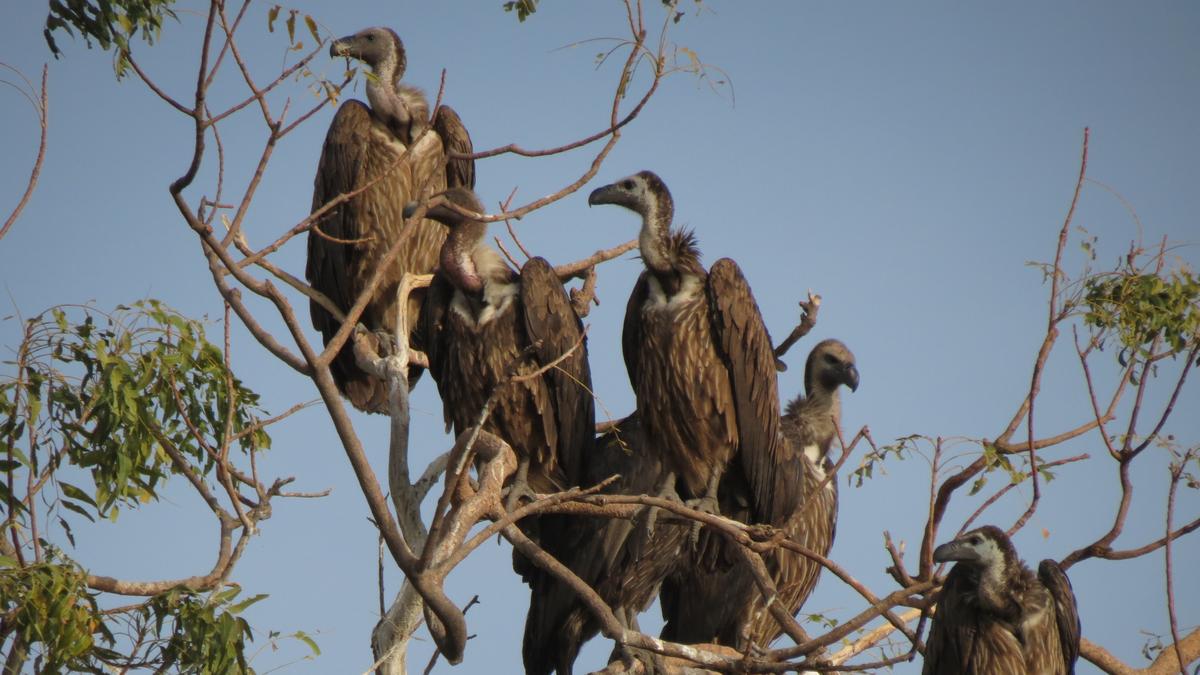 BNHS to release six critically endangered vultures in Assam after 15-year conservation effort