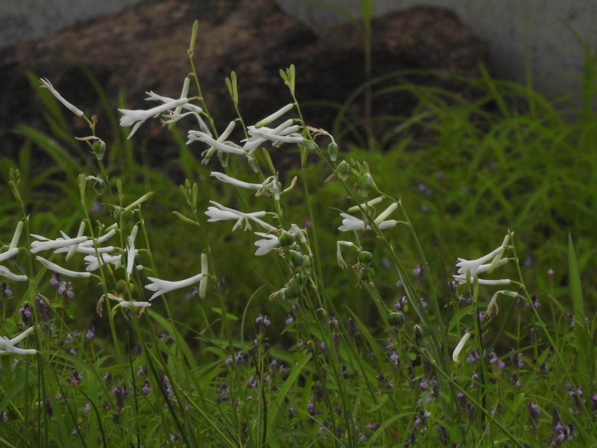 Dipcadi concanense is found only on the plateaus of Konkan region. It was clicked near Ratnagiri.