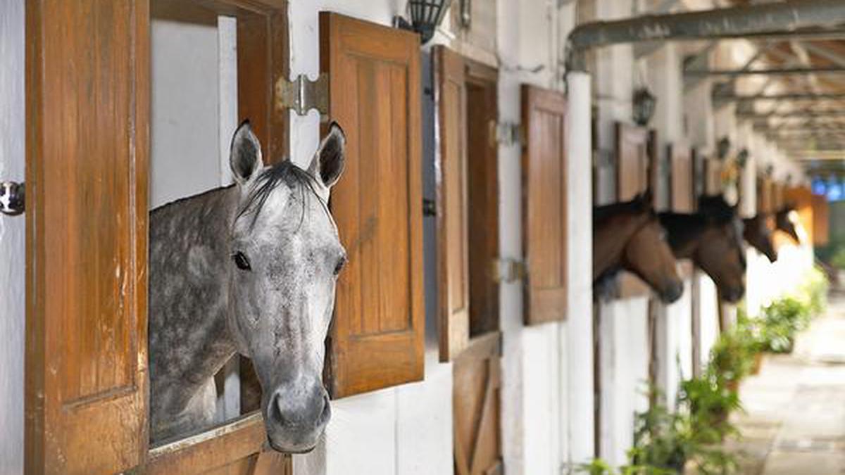 Club tends to stranded horses, grooms, braces for tough days