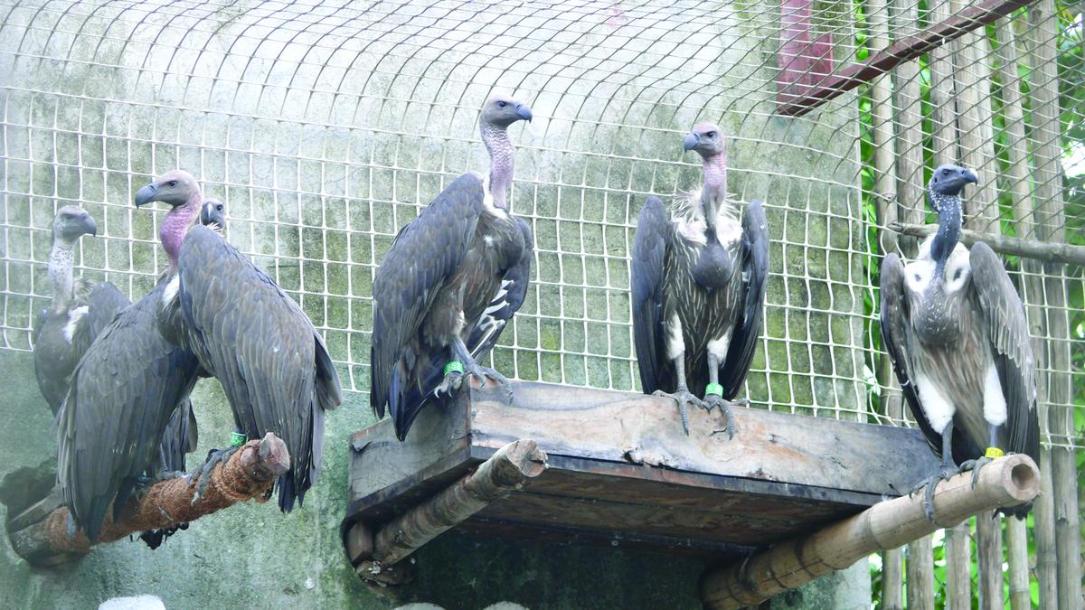 Slender-billed vultures at BNHS Vulture Conservation Breeding Centre in the Rani area of Kamrup district.
