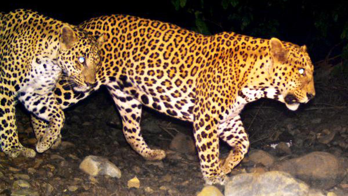 Number of leopards in SGNP has increased, shows survey - The Hindu