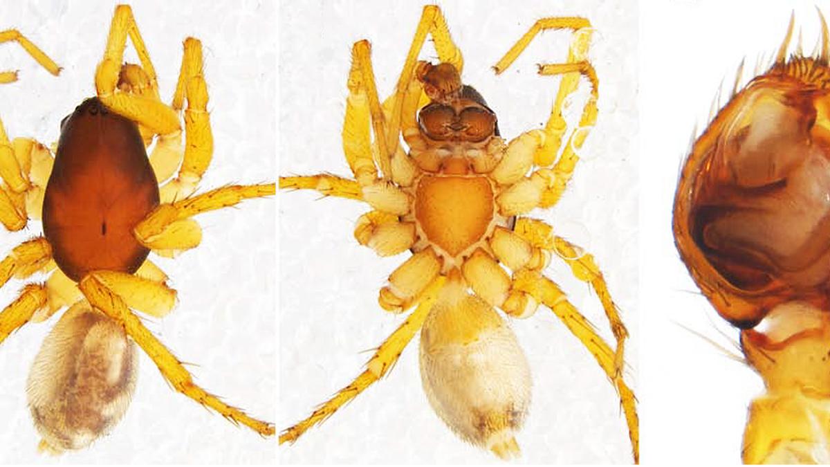 A Colombian spider named after an Indian arachnologist