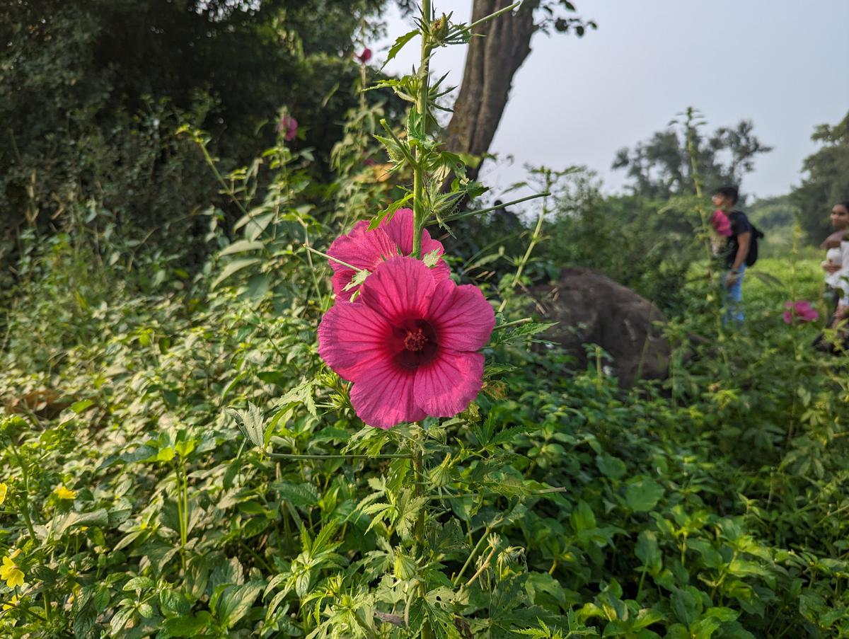 Jungli ambadi  is eaten as chutney mostly and is also  good to fight seasonal colds and coughs.