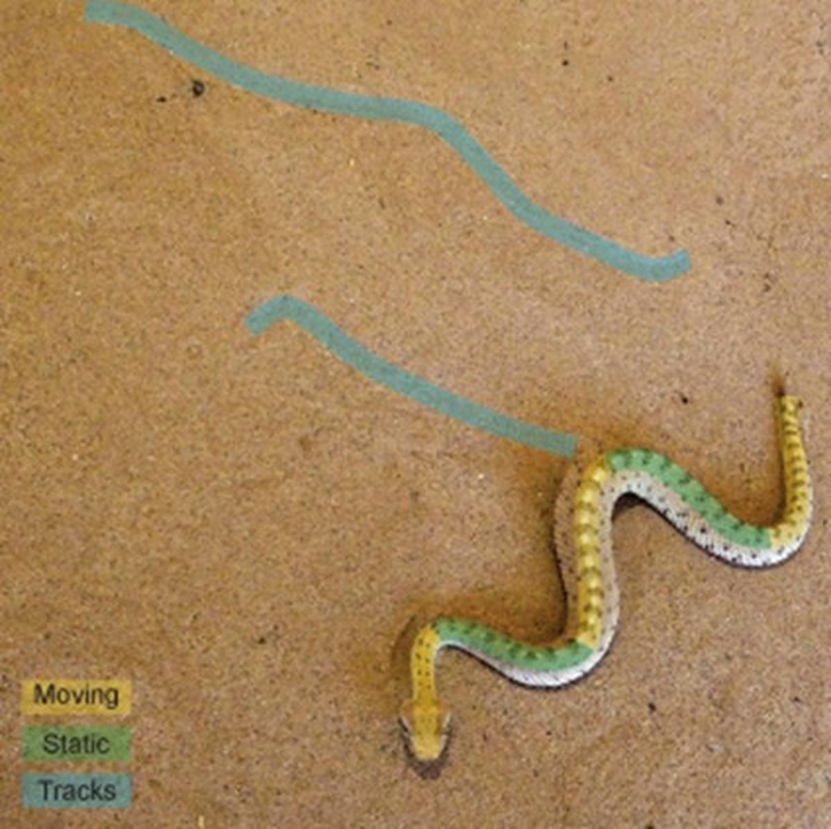 A young anaconda curling into the S‑shape and propelling itself away from a threat - perfect for showing progression.