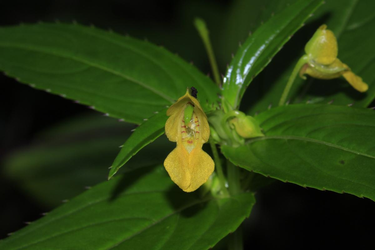 Impatiens dalzellii is the only yellow coloured Balsam in Western Ghats, otherwise yellow Balsams in India are found in Himalayas. This monsoon bloom was clicked at Mahabaleshwar.