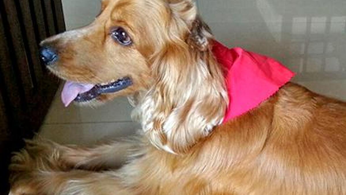 Pet dies after Kamothe woman’s epass request rejected four times The Hindu