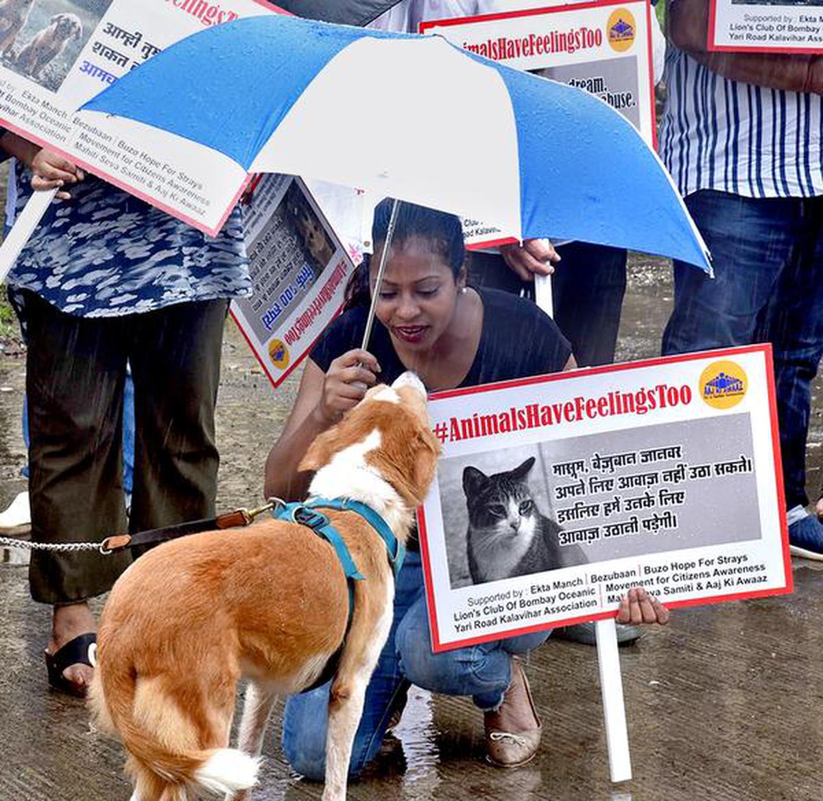 NGOs protest stray dog's murder - The Hindu
