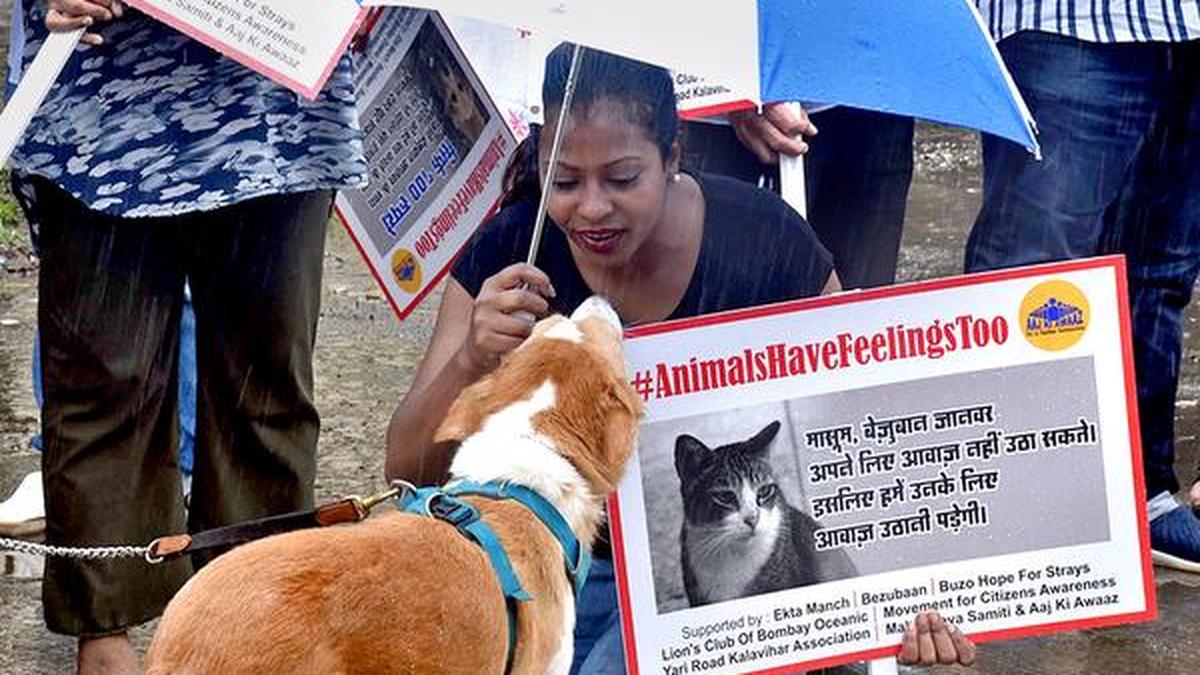 NGOs protest stray dog’s murder The Hindu