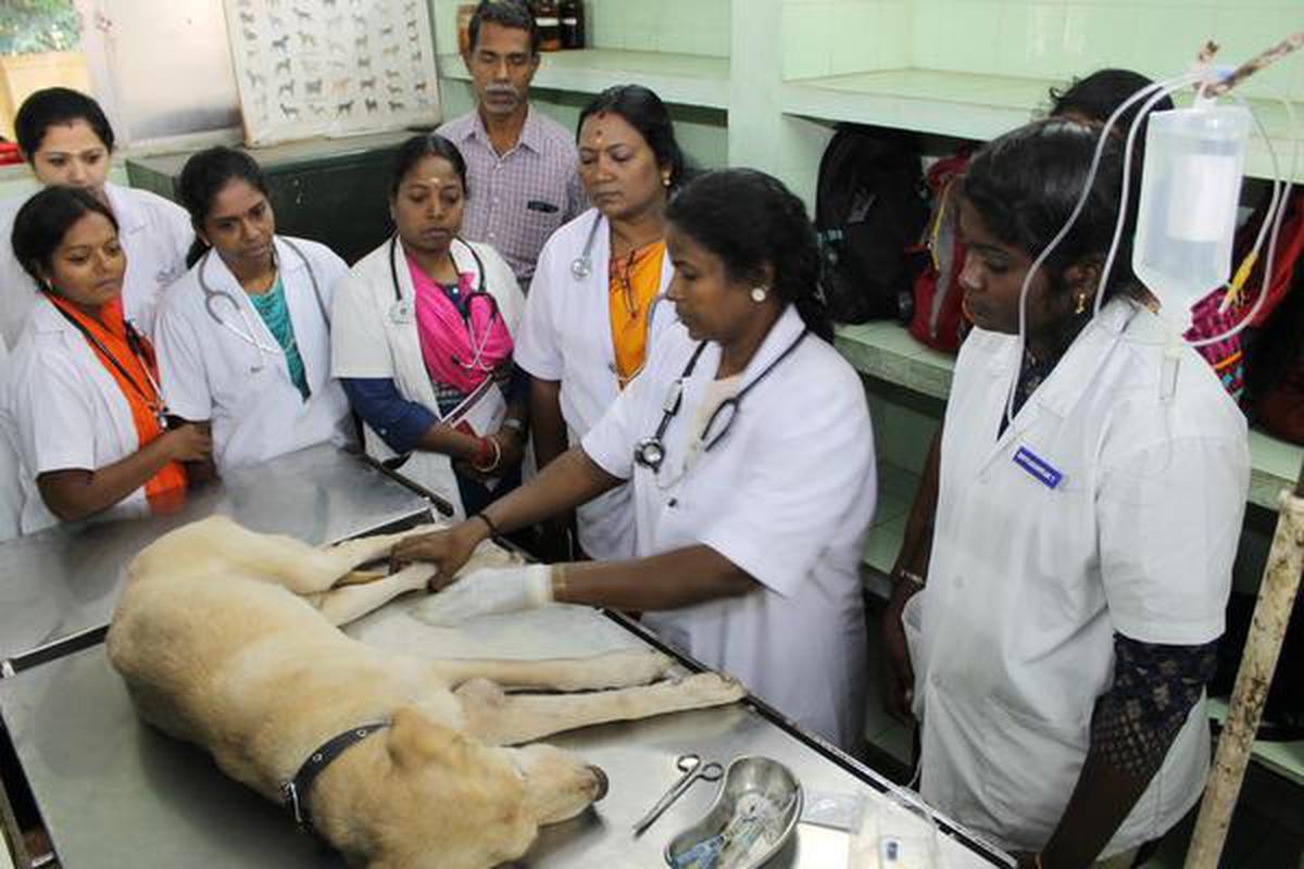 RIVER launches training programme for veterinarians - The Hindu