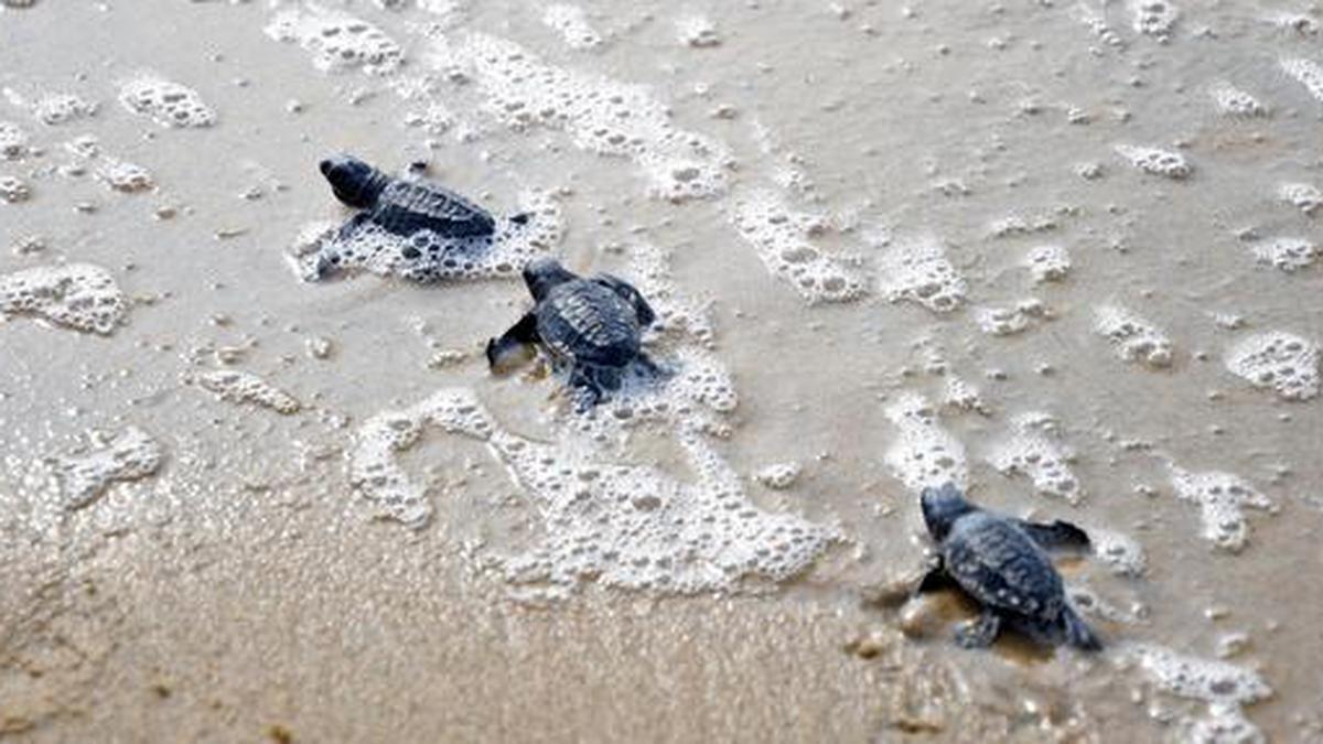 Olive Ridley turtle hatchlings let out into sea in Puducherry - The Hindu