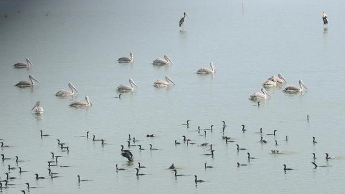 ‘Birds are indicators of a healthy and thriving environment’ The Hindu