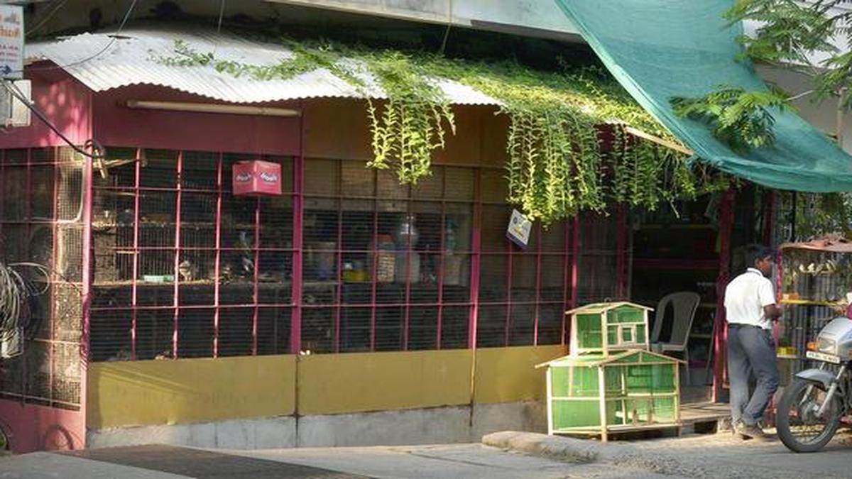 In the absence of regulator, Puducherry pet shops have a free run The