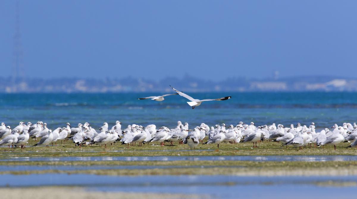 Of the 96 bird species belonging to 34 families from 13 orders that they recorded, 58 were waterbirds while the others were terrestrial, the researchers found. Photo: Special Arrangement