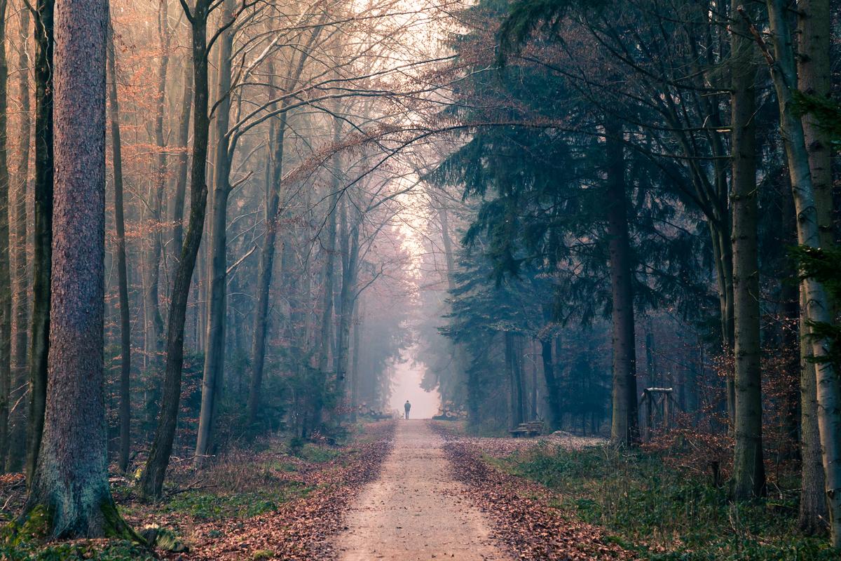 Man walking in German Forest in the Morning with Fog Light Man walking in German Forest in the Morning with Fog Light