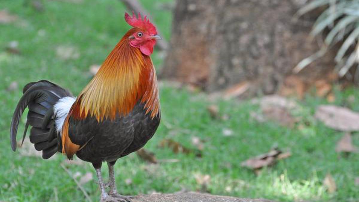 Chickens first domesticated in southwestern China, northern Thailand