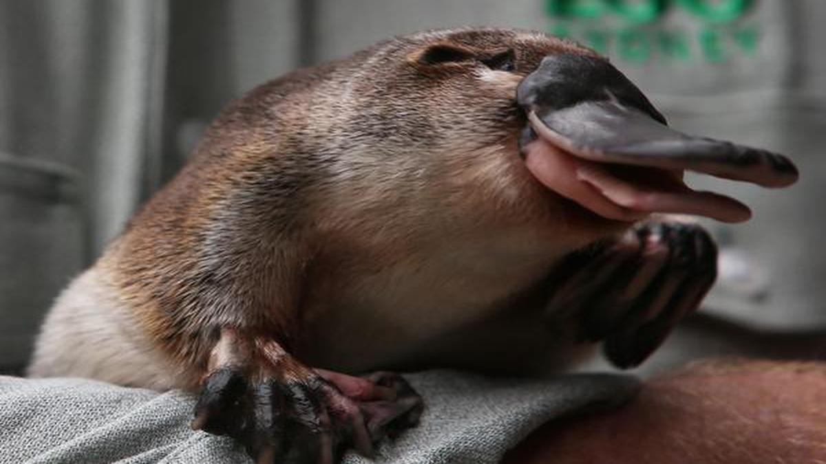 Australia building world's first platypus sanctuary