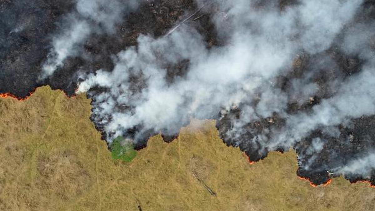 Deforestation in Brazil's Amazon skyrockets to 12-year high