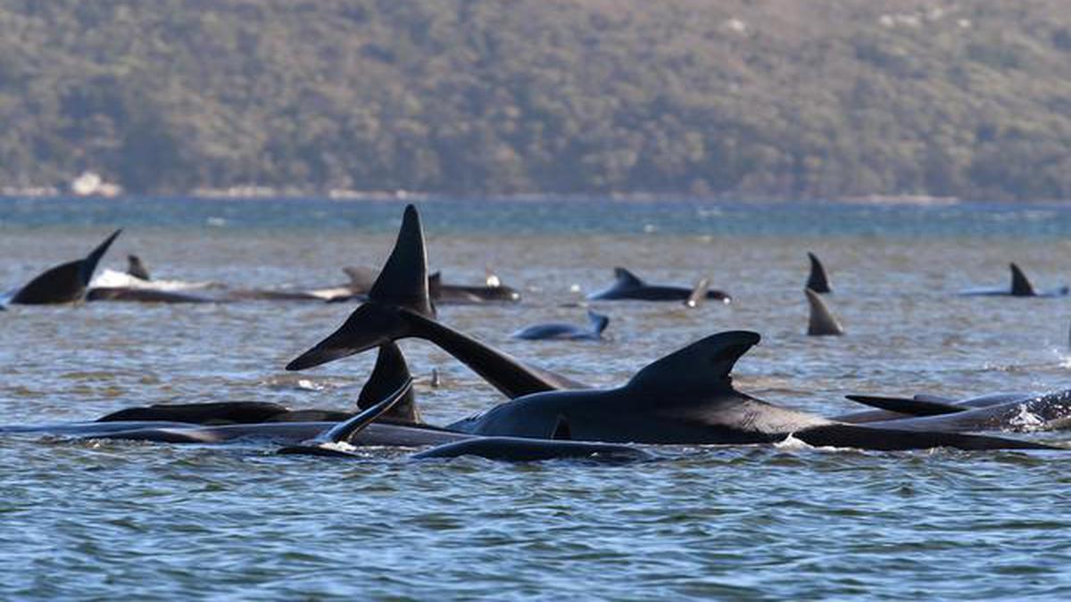 Hundreds of whales stranded in Australia