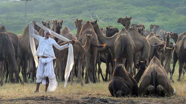 In Frames | Camel fair