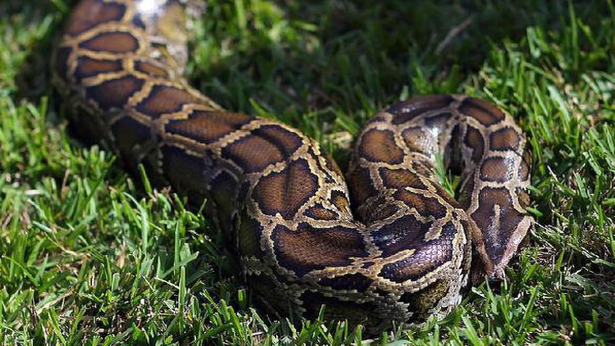 A 11ft-long python swallows monkey near Vadodara in Gujarat - The Hindu