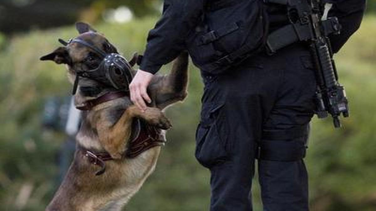 DNA evidence exonerates dog from death sentence in US The Hindu