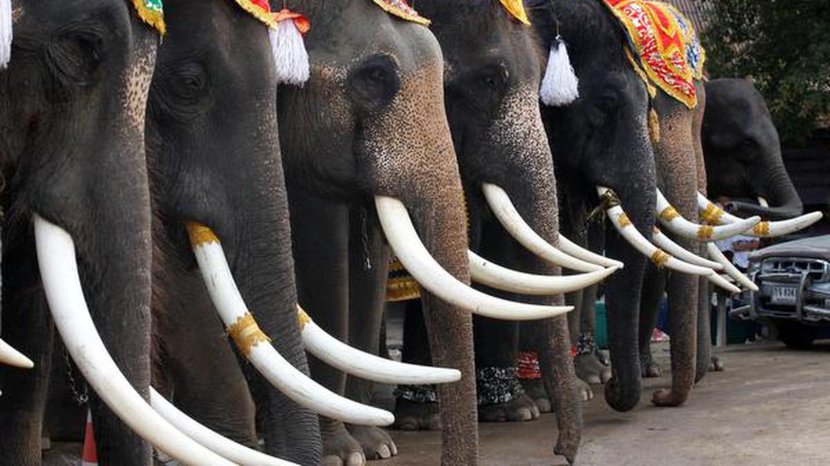 Thailand celebrates National Elephant Day The Hindu