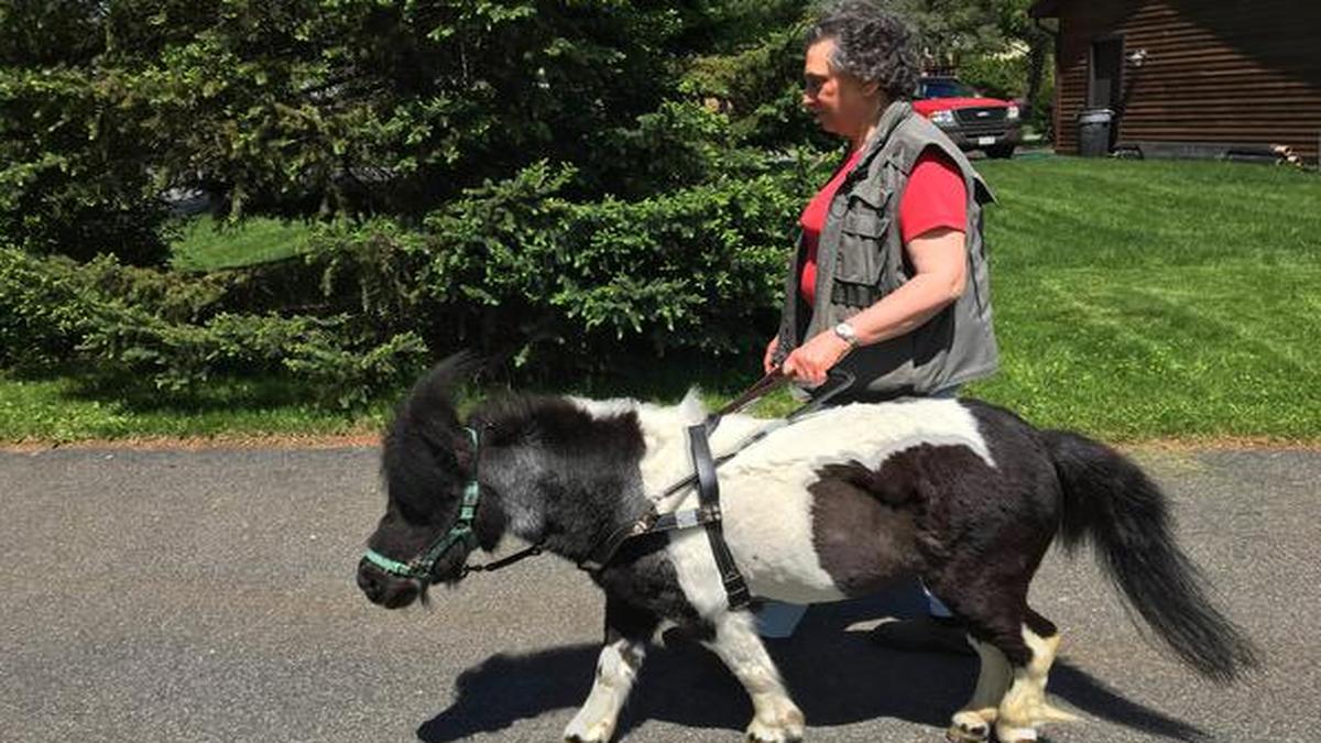Visually impaired woman nurses sick guide horse back to health The Hindu