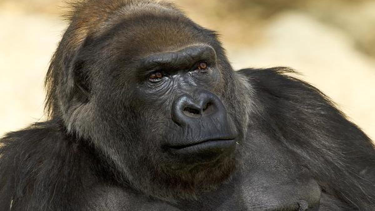 Vila, one of world’s oldest gorillas, dies at 60 in San Diego Zoo - The ...