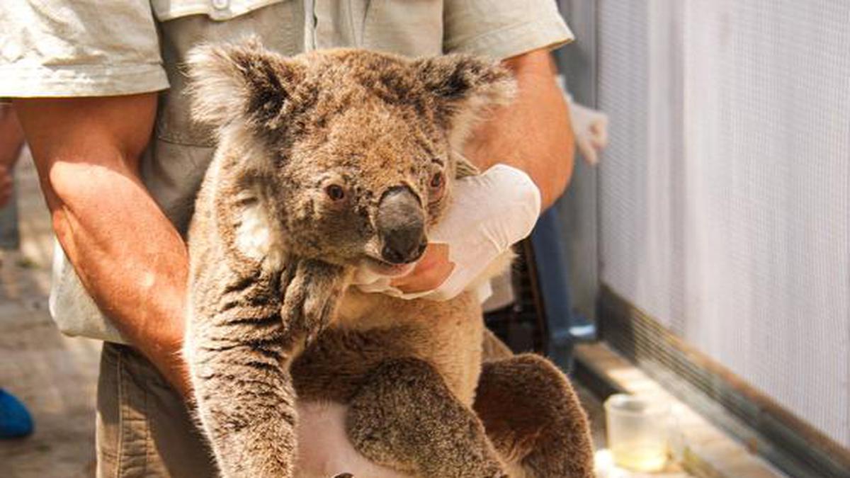 Three billion animals affected by Australia bushfires: WWF