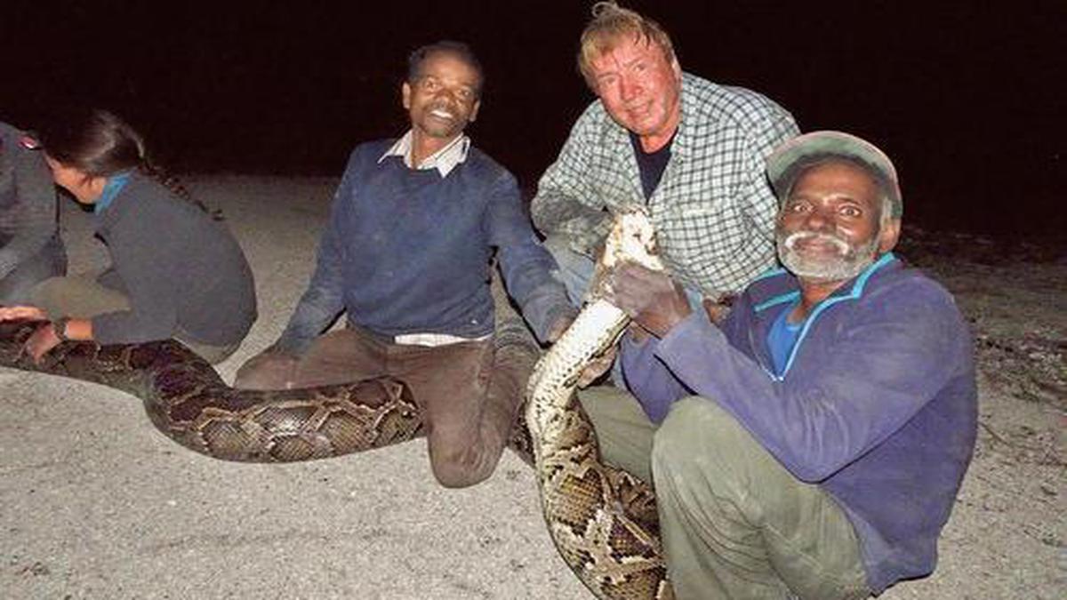 Record 17 foot long python captured in Florida - The Hindu