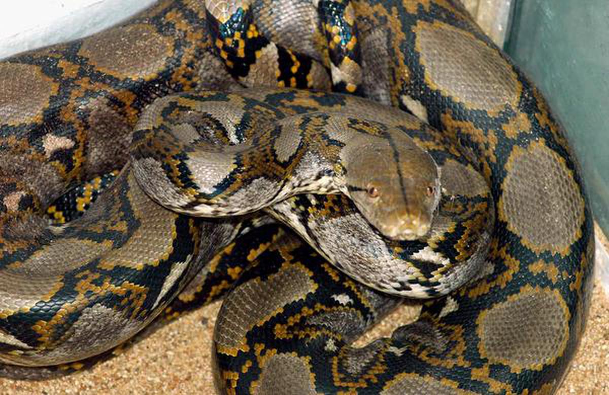 giant burmese pythons attack