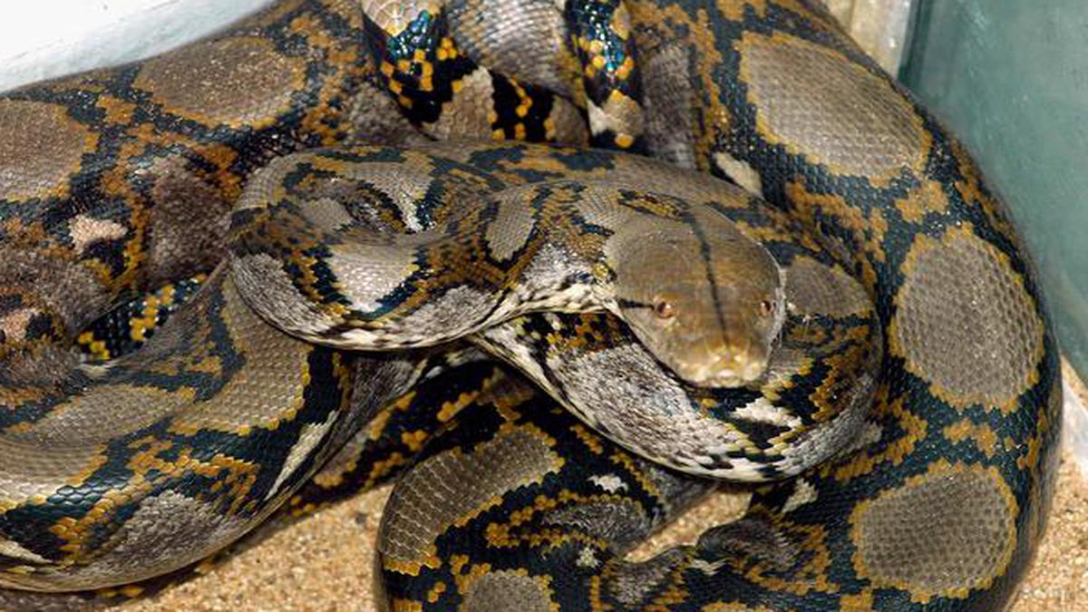 Indonesian woman swallowed by giant python while tending her garden ...