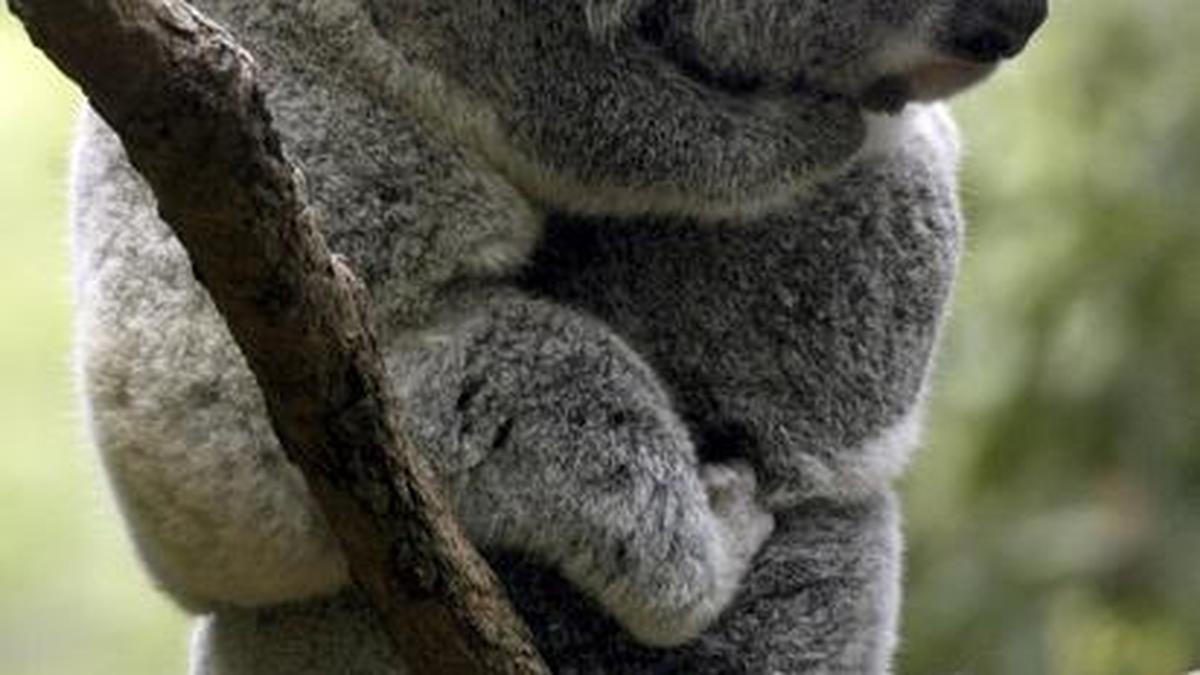 Koalas may extinct in Australia's New South Wales by 2050 The