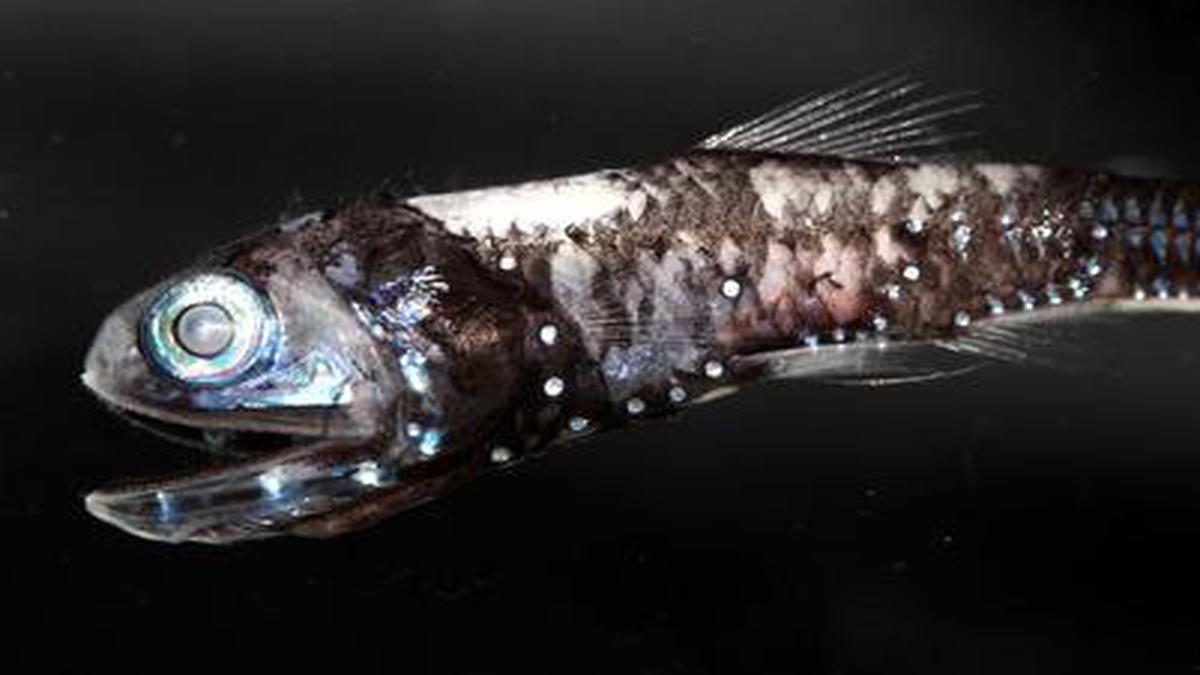 Deep-sea fish see colour in the dark