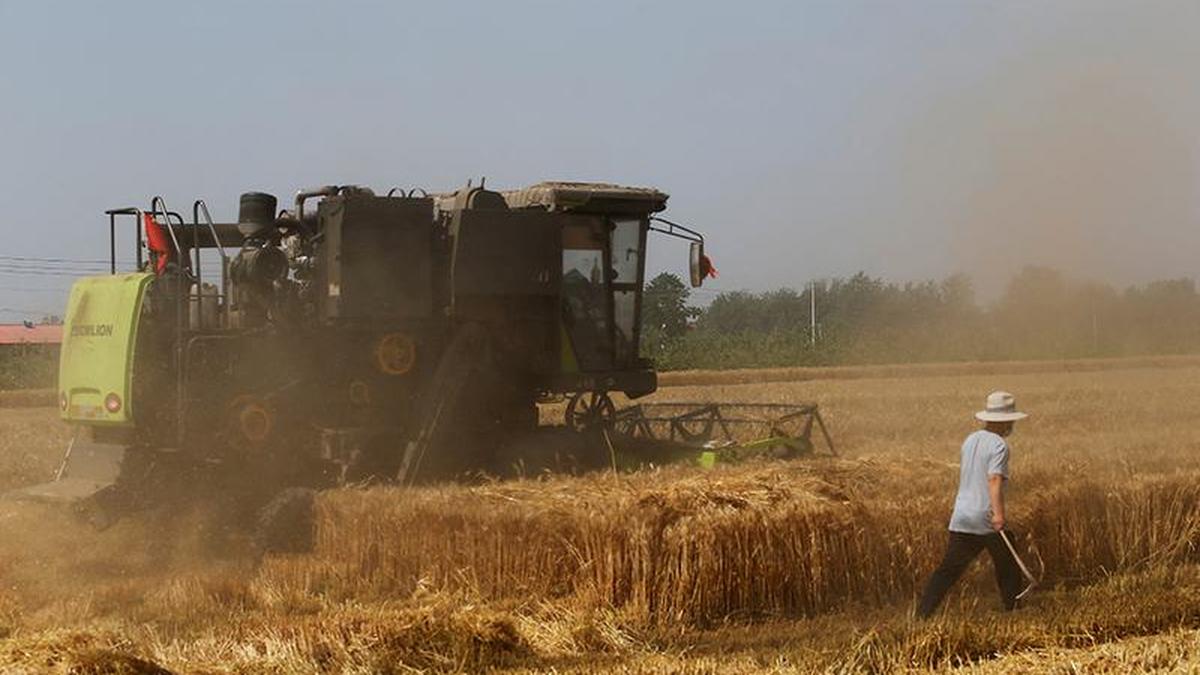 China’s wheat imports to cool on local output gains, slowing demand