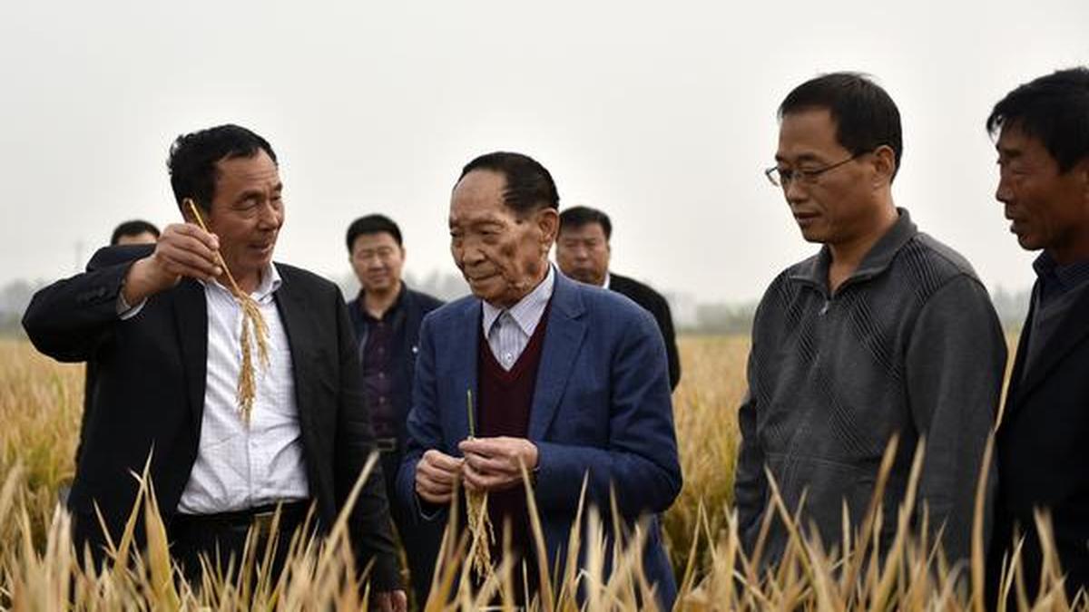 China’s ‘father of hybrid rice’, who revolutionised agriculture, dies ...