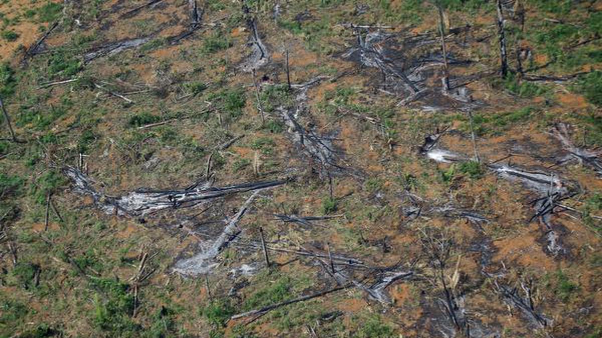 Brazil's Amazon deforestation surges to worst in 15 years