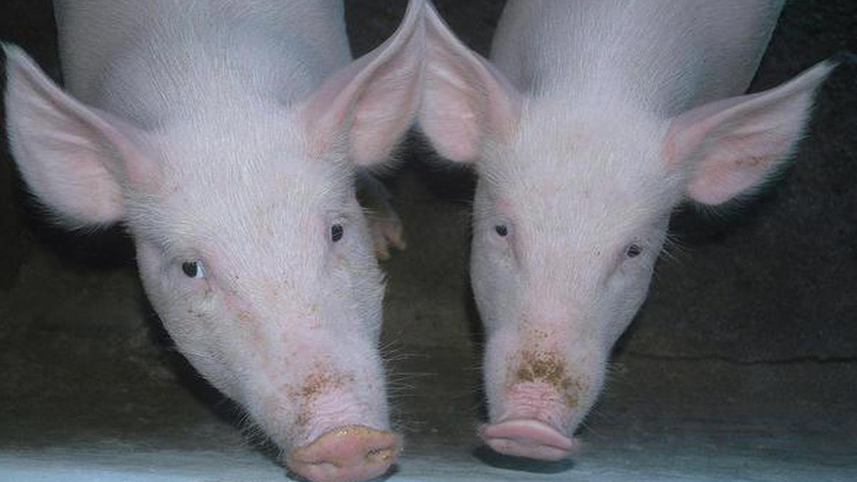 Citing swine fever, China bans pork imports from India