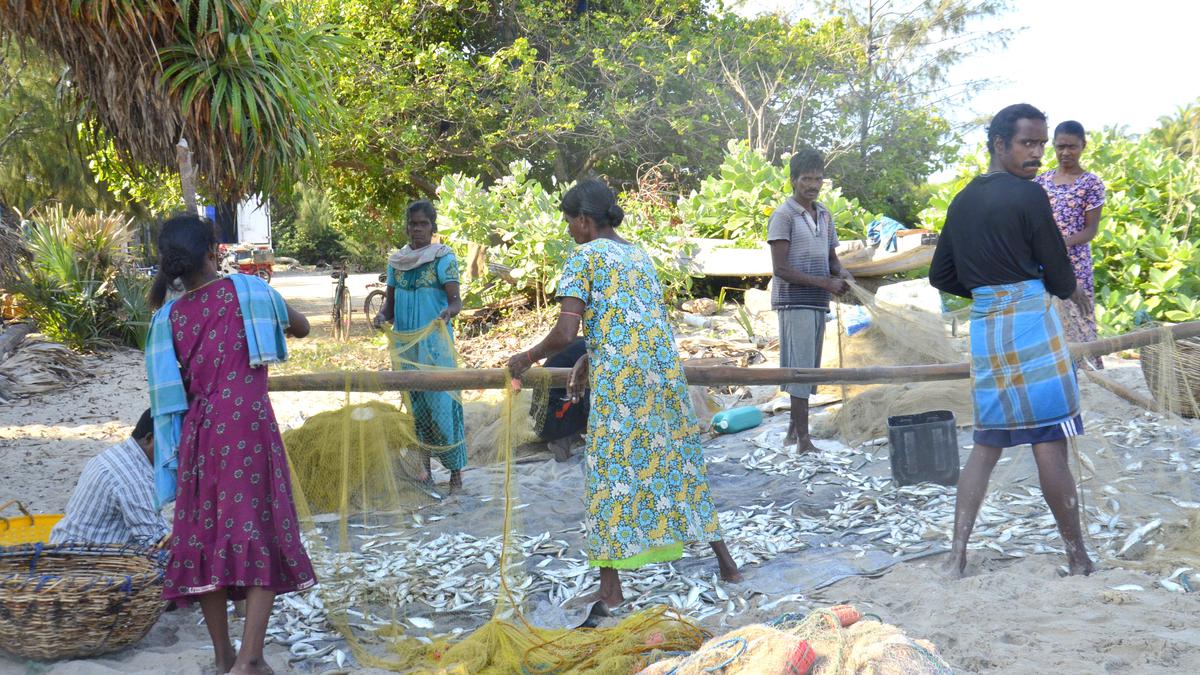 ‘Chinese investment’ in sea cucumber farm sparks concerns among northern Sri Lankan fishermen