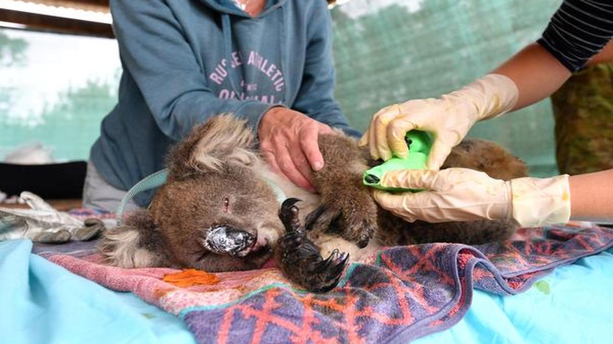 Australia may list Koalas as ‘endangered’ after population suffers